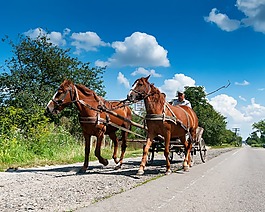 馬,教練,道路