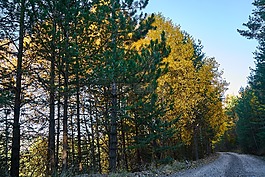 山,樹,秋