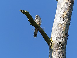 鳥,獵鷹,猛禽