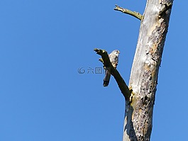 鳥,獵鷹,猛禽