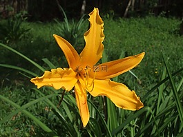 鮮花,花卉,性質(zhì)