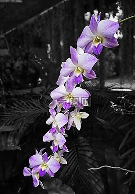 蘭花,花園,鮮花