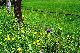 草地上的花朵,生銹的鐵絲網(wǎng),性質(zhì)