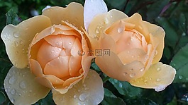 玫瑰,雨滴,一滴水