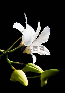 花,傳播,白