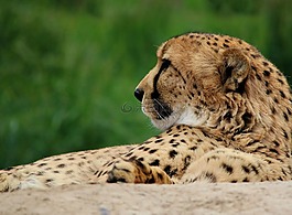 獵豹,貓,動物