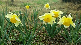 水仙,春天的花朵,開花警告