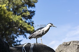 恐龍,鳥(niǎo),動(dòng)物園