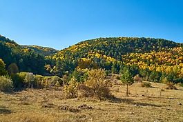 山,樹,秋