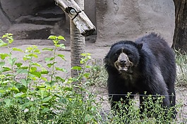 承擔(dān),動(dòng)物園,動(dòng)物