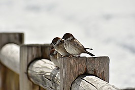 動物,鳥,麻雀