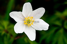 大自然,花卉,沒有人
