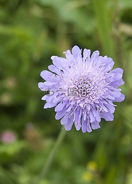 花,開花,藍(lán)色