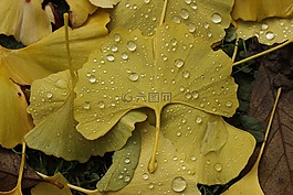 葉,植物區(qū)系,自然