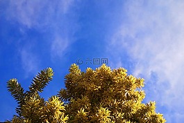 樹,華蓋,葉子