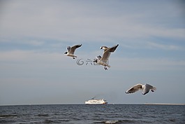 海鸥,海,苍蝇