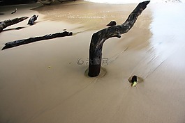 海灘,海,木材