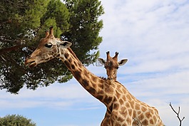 長(zhǎng)頸鹿,動(dòng)物園,動(dòng)物