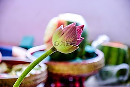 蓮花,性質(zhì)