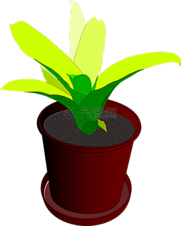 植物,鍋,花盆