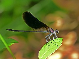 libella,黑蜻蜓,calopteryx haemorrhoidalis