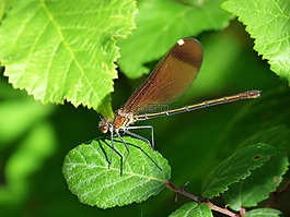 libella,黑蜻蜓,calopteryx haemorrhoidalis