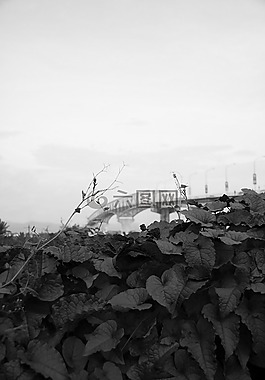 葉子,橋,公園