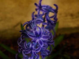 花,水仙,藍色