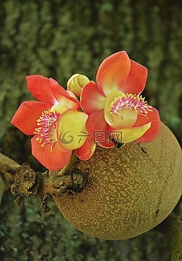 花,盛開,水果