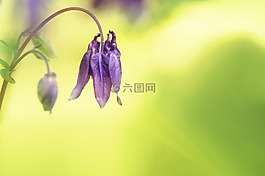 開花,紫色的小花,廠