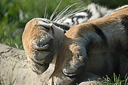 虎,爪子,nap