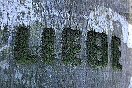 樹,雕刻,名稱