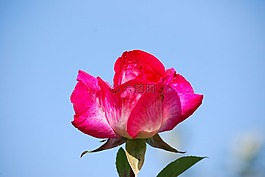 玫瑰,花,盛開