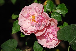 玫瑰,粉紅色,花