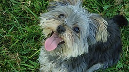 小獵犬,狗,甜