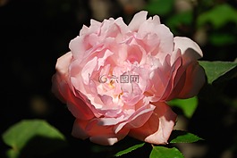 玫瑰,粉紅色,花