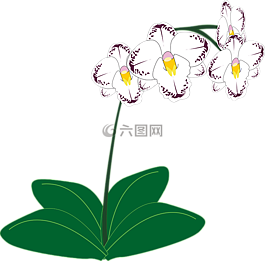 蘭花,花,白