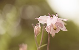 粉紅色,關(guān)閉,鮮花