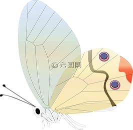 蝴蝶,透明,昆蟲