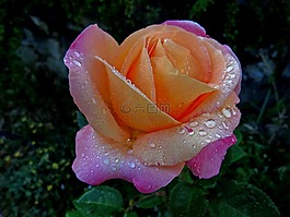 鮮花,粉色,宏