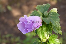槿,花,紫色