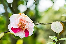 花,芙蓉,開花