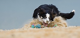 邊境牧羊犬,狗,播放
