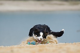 邊境牧羊犬,狗,球類運(yùn)動(dòng)