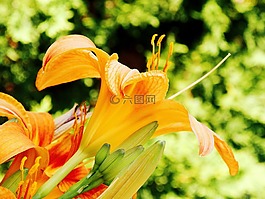百合,黃色,晚間