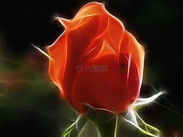玫瑰,分形,點(diǎn)亮了