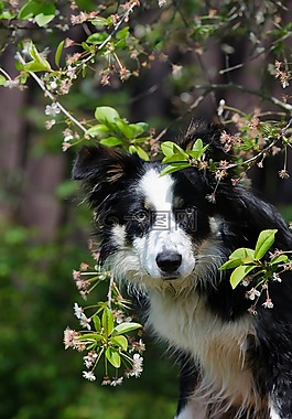 邊境牧羊犬,狗,春天