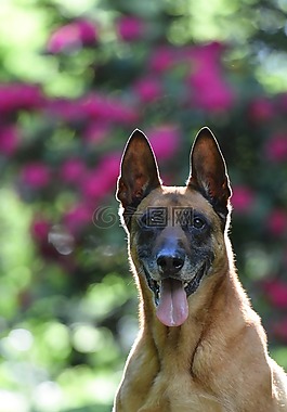 瑪利諾犬,狗,背光