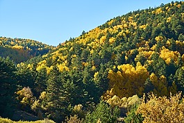 山,樹,秋