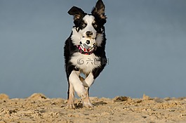 边境牧羊犬,狗,英国牧羊犬